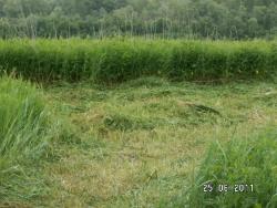 post-2293-0-10478700-1309189331_thumb.jp