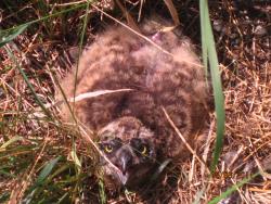 post-2511-0-95273000-1308840576_thumb.jp