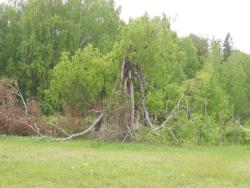 post-4170-0-65014900-1306945096_thumb.jp