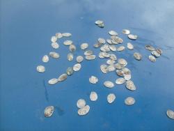 post-4298-0-11958500-1309166400_thumb.jp