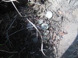 post-4298-0-65799900-1307357131_thumb.jp