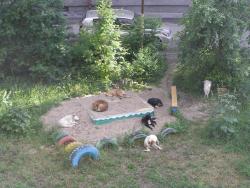 post-5029-0-83211900-1309088399_thumb.jp