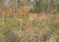 post-5029-0-94555900-1308066364_thumb.jp