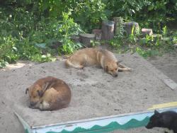 post-5029-0-99448400-1309088611_thumb.jp