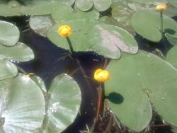 post-5575-0-12482500-1308546155_thumb.jp