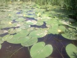 post-5575-0-28980600-1308546025_thumb.jp