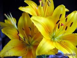 post-10694-0-88553900-1340086505_thumb.j