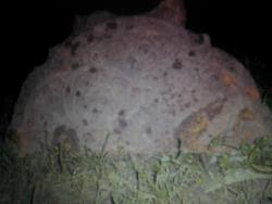 post-12322-0-40539300-1339592295_thumb.j