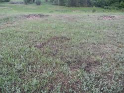 post-3295-0-95287600-1339937272_thumb.jp