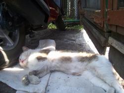 post-4269-0-57921900-1338707114_thumb.jp