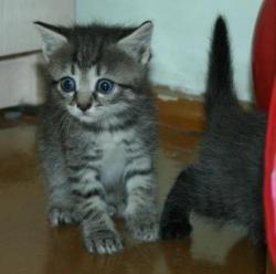 post-5279-0-20310700-1341074929_thumb.jp