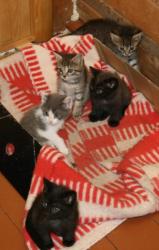 post-5279-0-20328100-1341076594_thumb.jp