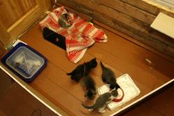 post-5279-0-27673100-1341077216_thumb.jp