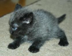 post-5279-0-43542200-1341074912_thumb.jp