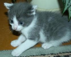 post-5279-0-48086800-1341074898_thumb.jp