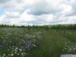 post-6726-0-07058300-1338818755_thumb.jp