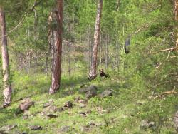 post-7278-0-15636500-1339046152_thumb.jp