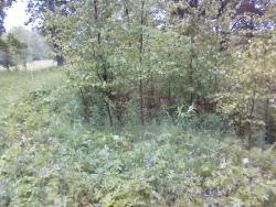 post-7485-0-22255900-1339083468_thumb.jp