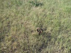 post-7597-0-50541600-1338912024_thumb.jp