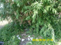 post-9966-0-04285400-1340631079_thumb.jp