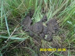 post-9966-0-49662100-1339939878_thumb.jp