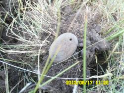 post-9966-0-98750500-1339940407_thumb.jp