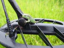 post-1028-0-94896200-1371981133_thumb.jp