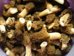 post-12551-0-18210400-1370356018_thumb.j