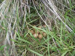 post-12551-0-44133100-1370869153_thumb.j