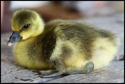 post-13075-0-91826900-1370688976_thumb.j