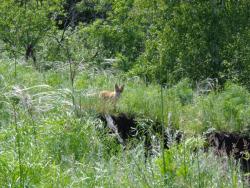 post-1580-0-62642000-1372169876_thumb.jp