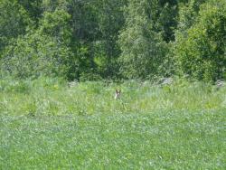 post-1580-0-78516700-1372169843_thumb.jp