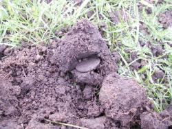 post-1697-0-61254600-1370255079_thumb.jp