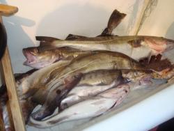 post-26681-0-31512800-1371884603_thumb.j