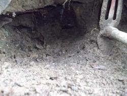 post-26744-0-34409600-1371756868_thumb.j