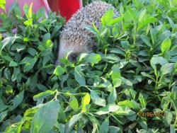 post-27143-0-85386600-1372173788_thumb.j