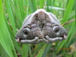 post-27143-0-91314200-1370180913_thumb.j