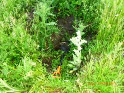 post-27559-0-17979700-1371068020_thumb.j