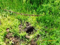 post-27559-0-77645900-1371068005_thumb.j