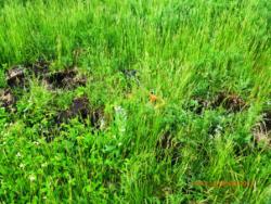 post-27559-0-89904400-1371068009_thumb.j