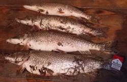 post-27646-0-52721800-1371879316_thumb.j