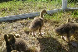 post-2838-0-12883000-1372334175_thumb.jp