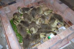 post-2838-0-61905500-1370687806_thumb.jp