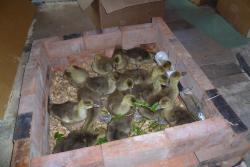 post-2838-0-71785700-1372334093_thumb.jp