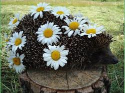 post-4485-0-49942200-1370712557_thumb.jp