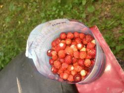 post-4820-0-28787600-1372488223_thumb.jp