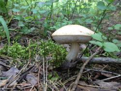 post-4820-0-61813600-1372488318_thumb.jp