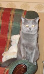 post-4820-0-70393100-1372009448_thumb.jp