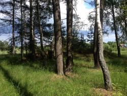 post-4820-0-77281700-1371975967_thumb.jp