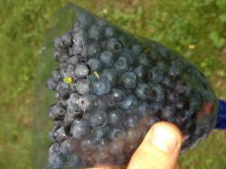 post-4820-0-77762100-1372488238_thumb.jp